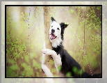 Border collie, Drzewo